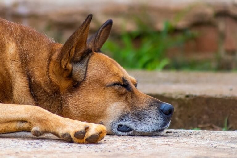 A peaceful close-up of a dog sleeping on the ground, showcasing relaxation.