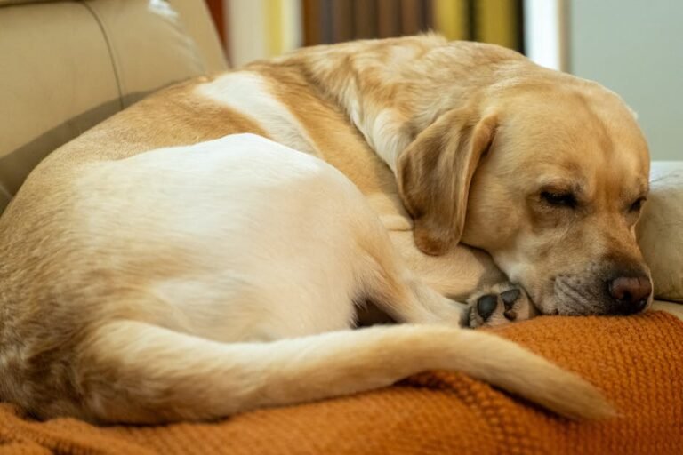 Peaceful Labrador Retriever curled up asleep on an orange cushion indoors.