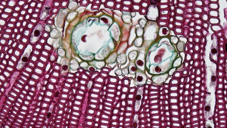 Colorful microscopic view of plant tissue showing cells and structure.
