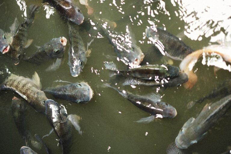 A vibrant close-up of various fish swimming in a pond, showing their natural behavior.
