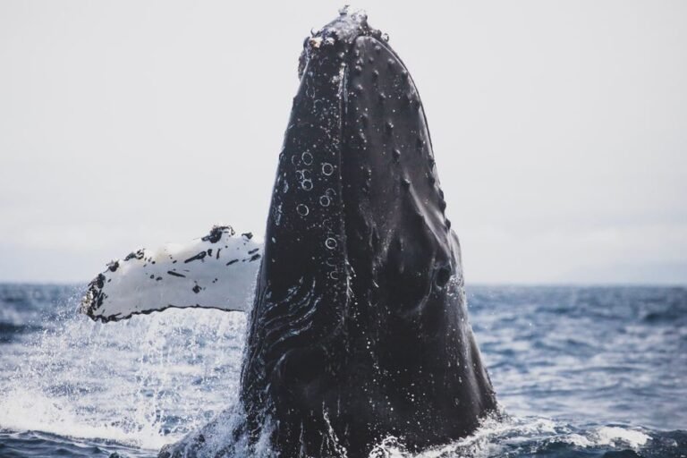 A stunning view of a humpback whale breaching in the ocean off California's coast, showcasing marine wildlife.