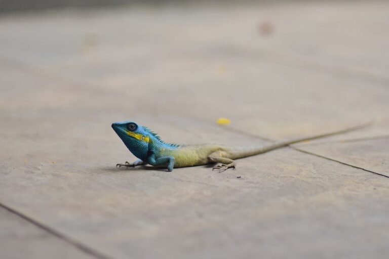 A striking Oriental Garden Lizard with vivid blue and yellow hues rests on concrete.