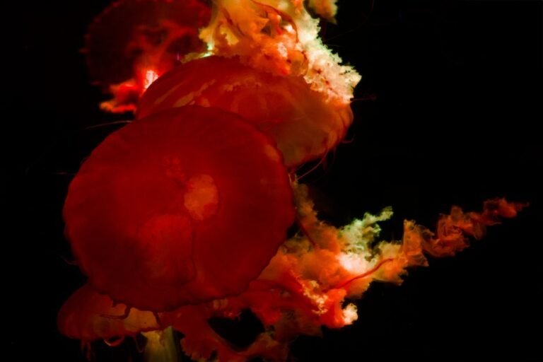 Mesmerizing view of vivid red jellyfish glowing against a dark background.