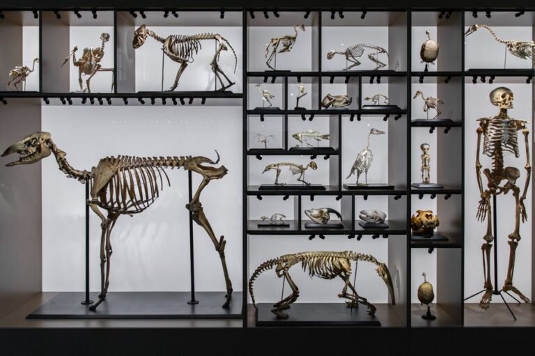 A diverse collection of animal and human skeletons displayed in a museum setting.